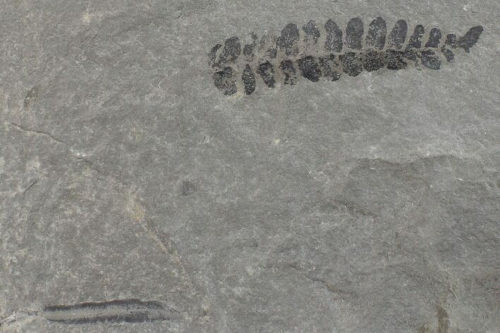 Pennsylvanian Fossil Fern (Neuropteris) Plate - Kentucky #160238